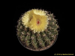 Notocactus (MC) sellowii f. rubricostatus PR111 1124